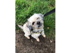 Maya - Female Spaniel: Cavalier King Charles Photo