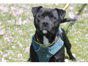 Obi-Wan - Male Staffordshire Cross (SBT) Photo