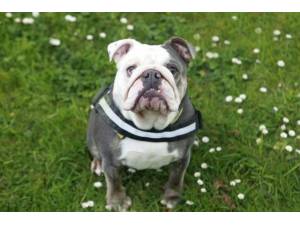 Olivia - Female Bulldog: English Photo