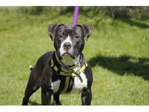 Pablo - Male American Bulldog Photo