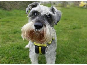 Pete - Male Schnauzer: Standard Photo