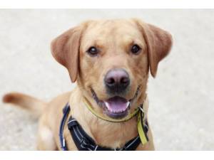 Ricky - Male Labrador Photo