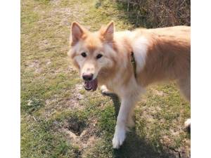 Sam - Male A Crossbreed Photo