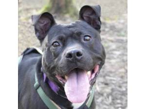 Shakira - Female Staffordshire Cross (SBT) Photo