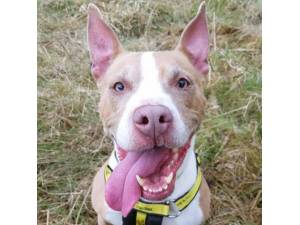 Sky - Female Staffordshire Cross (SBT) Photo