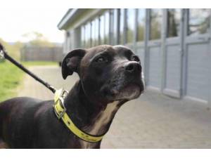 Teaser - Male Staffordshire Cross (SBT) Photo