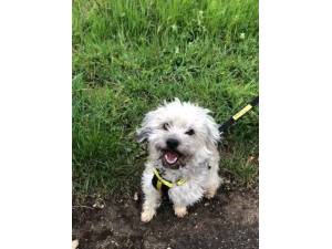 Toby - Male Spaniel: Cavalier King Charles Photo