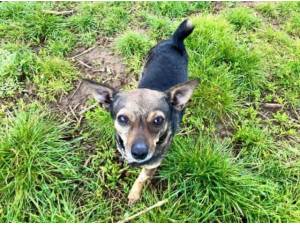 PIP - Chihuahua (Smooth coat) Photo