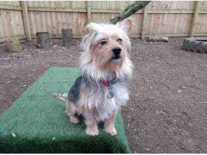 JUDY - Yorkshire Terrier
crossbreed Photo