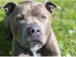 CHARLIE - Staffordshire Bull Terrier Photo