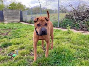 HOLLY - Shar-Pei Photo