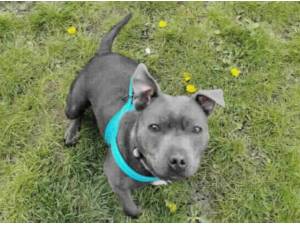 PENELOPE - Staffordshire Bull Terrier Photo