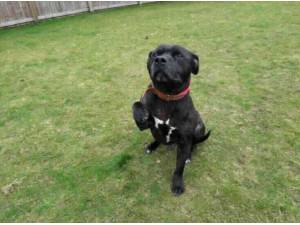 BUSTER - Staffordshire Bull Terrier Photo