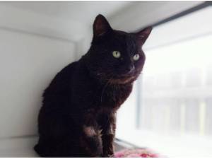 EDDIE - Domestic Shorthair
crossbreed Photo
