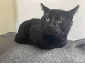FERGUS - Domestic Shorthair
crossbreed Photo