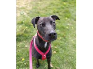 Meeko - Male Lurcher Photo