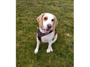 George - Male Beagle Photo