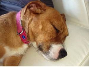 ROSIE - Yorkshire Terrier
crossbreed Photo