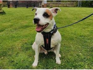 CHEDDAR - Staffordshire Bull Terrier Photo