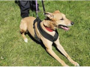 ELLA - Crossbreed/Unknown Photo