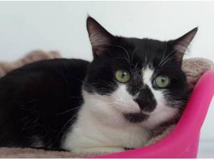 WHITE SPOT - Domestic Shorthair
crossbreed Photo