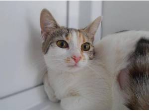 PRINCESS - Domestic Shorthair
crossbreed Photo