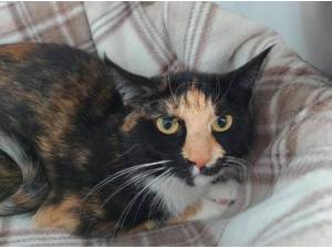 MATILDA - Domestic Shorthair
crossbreed Photo