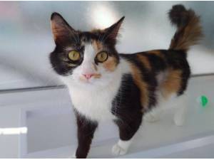 FUDGE - Domestic Semi
crossbreed Photo