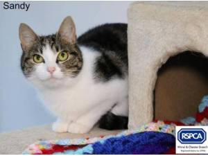 SANDY - Domestic Shorthair
crossbreed Photo
