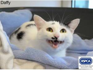 DAFFY - Domestic Shorthair
crossbreed Photo