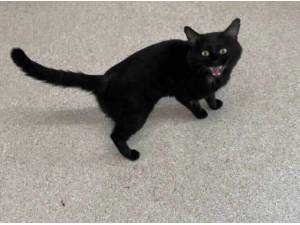 GIGI - Domestic Shorthair
crossbreed Photo