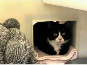 PORCIA - Domestic Shorthair
crossbreed Photo
