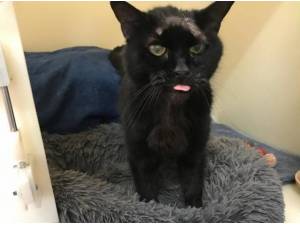 WOBBLES - Domestic Shorthair
crossbreed Photo