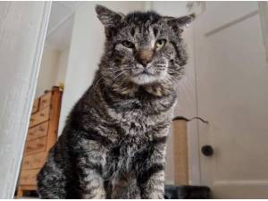 DOODLES - Domestic Shorthair
crossbreed Photo
