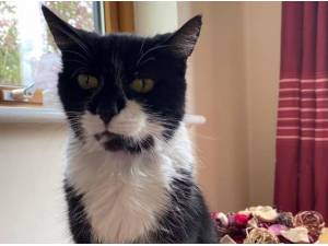 JEFF - Domestic Shorthair
crossbreed Photo