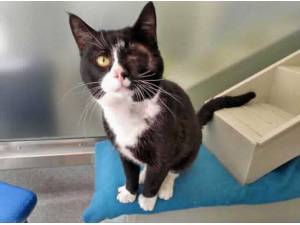 POPEYE - Domestic Shorthair
crossbreed Photo