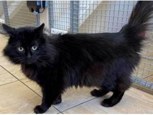 VALENTINO - Domestic Longhair
crossbreed Photo