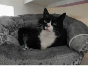 MILLIE - Domestic Shorthair
crossbreed Photo