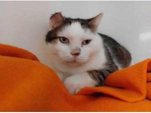 POLAR - Domestic Shorthair
crossbreed Photo