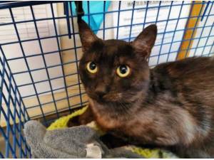SPARKY - Domestic Shorthair
crossbreed Photo