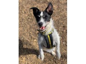 Alfie - Male Jack Russell Terrier (JRT) Photo