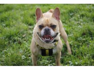 Betty Boop - Female Bulldog: French Photo