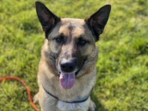 Blaze - Male German Shepherd Dog (GSD / Alsatian) Photo