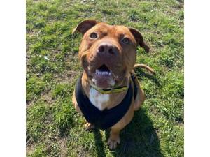 Busta - Male A Crossbreed Photo