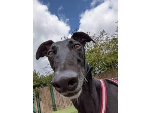 Charlie - Male Greyhound Photo