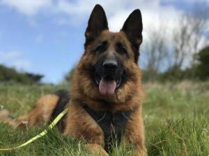 Diesel - Male German Shepherd Dog (GSD / Alsatian) Photo