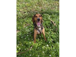 Elvis - Male Foxhound Photo