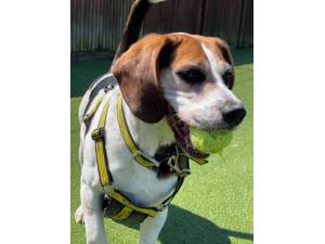 Frank - Male Beagle Photo