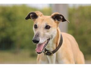 Lacey - Female Lurcher Photo