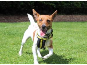 Lexi - Female Jack Russell Terrier (JRT) Photo